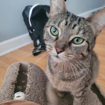 Domestic Short Hair Cats Available for Adoption in Evanston, Illinois - Sierra Mist | PetCurious