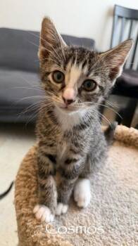 Cosmos -  Domestic Short Hair Cat Available for Adoption in Hamilton, Ohio - Cosmos | PetCurious