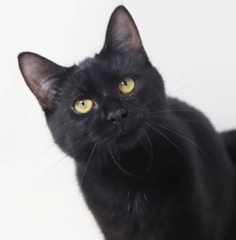 Petal is PURRFECT PRECIOUS - THERAPY kitten - OLD ENOUGH TO GO S -  Bombay Cat for Adoption in Bedford Hills, New York - Petal Is PURRFECT PRECIOUS - THERAPY Kitten - OLD ENOUGH TO GO S | PetCurious