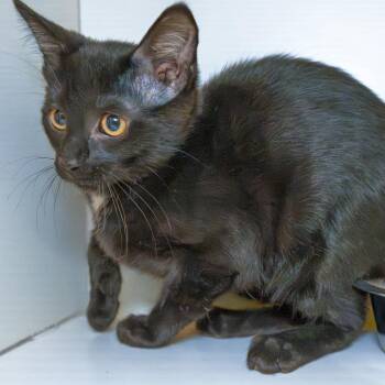 Asteroid -  Domestic Short Hair Cat for Adoption in South Elgin, Illinois - Asteroid | PetCurious