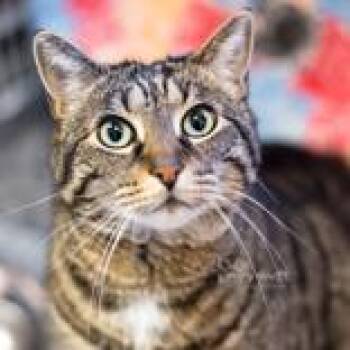 Kitty Girl -  Domestic Short Hair Cat for Adoption in Reisterstown, Maryland - Kitty Girl | PetCurious