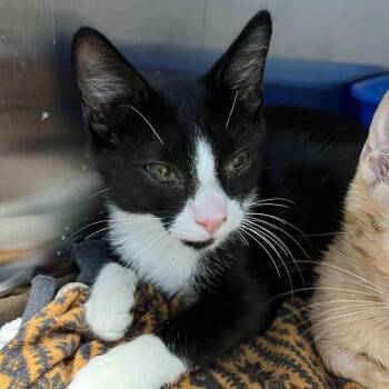 Avery -  Domestic Short Hair Cat for Adoption in Kingman, Arizona - Avery | PetCurious