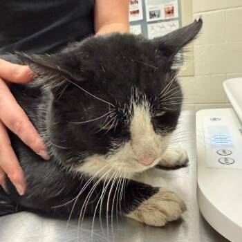 Arthur -  Domestic Short Hair Cat for Adoption in Murray, Utah - Arthur | PetCurious