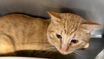 Simba -  Domestic Short Hair Cat for Adoption in Gillette, Wyoming - Simba | PetCurious