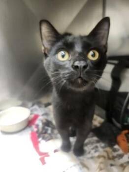 Libre -  Domestic Short Hair Cat for Adoption in Westland, Michigan - Libre | PetCurious