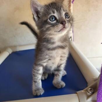Dior 54428 -  Domestic Short Hair Cat for Adoption in Las Vegas, Nevada - Dior 54428 | PetCurious