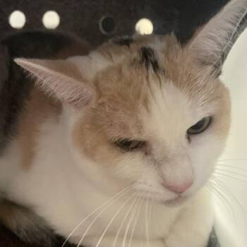 MAEKO -  Domestic Short Hair Cat for Adoption in Pasadena, California - MAEKO | PetCurious