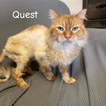 Domestic Short Hair Cats Available for Adoption in Buffalo, Minnesota - Quest *Meet Me At Eden Prairie Petsmart* | PetCurious