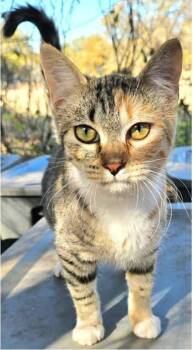 Rescue Tabby and Domestic Short Hair Cats for Adoption in Warr Acres, Oklahoma - Peaches | PetCurious
