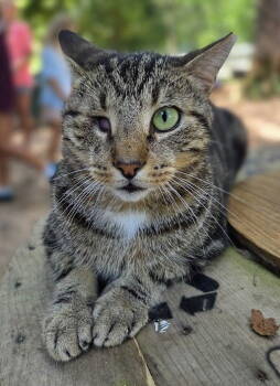 Rescue Tabby and Domestic Short Hair Cats for Adoption in Magnolia Springs, Alabama - Crabby Pants | PetCurious