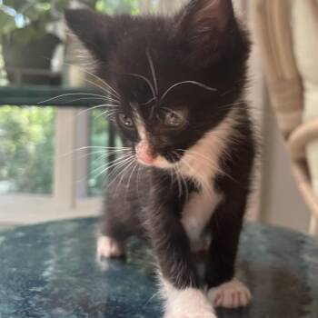 Malcolm -  Domestic Short Hair Cat for Adoption in La Grange, Kentucky - Malcolm | PetCurious
