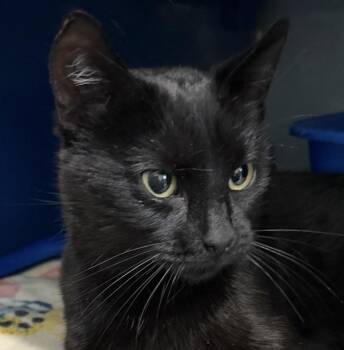 Randi -  Domestic Short Hair Cat for Adoption in Sault Ste. Marie, Michigan - Randi | PetCurious