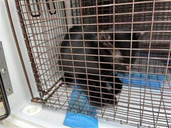 A660990 -  Domestic Short Hair Cat for Adoption in Houston, Texas - A660990 | PetCurious