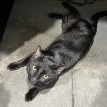 Domestic Short Hair Cats Available for Adoption in Clearwater, Florida - Calvin | PetCurious