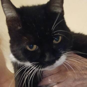 Margaret -  Domestic Short Hair Cat for Adoption in Gainesville, Florida - Margaret | PetCurious