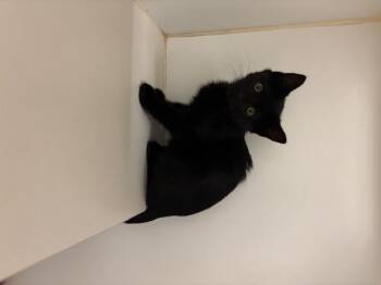 Rescue Domestic Short Hair Cats for Adoption in Hayward, California - SILVERMIST | PetCurious