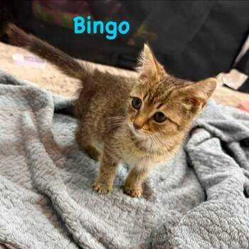 Bingo -  Domestic Short Hair Cat for Adoption in Leitchfield, Kentucky - Bingo | PetCurious