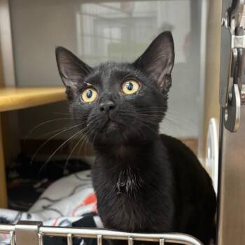 Chloe -  Domestic Short Hair Cat for Adoption in Chicago, Illinois - Chloe | PetCurious