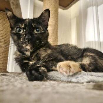Alice - Must Apply in Person! -  Domestic Short Hair Cat for Adoption in Georgetown, Kentucky - Alice - Must Apply In Person! | PetCurious