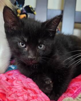 Domestic Short Hair Cats Available for Adoption in Ben Avon, Pennsylvania - Smooch | PetCurious