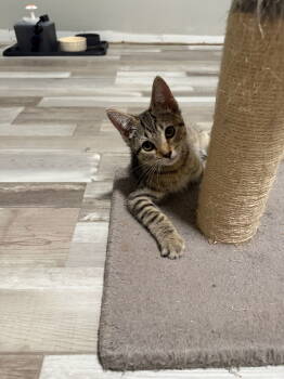 Rescue Domestic Short Hair Cats for Adoption in Greenwich Township, New Jersey - Alice | PetCurious