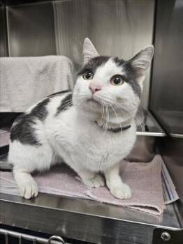 OTIS -  Domestic Short Hair Cat for Adoption in Derwood, Maryland - OTIS | PetCurious