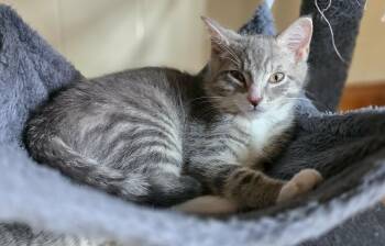 Isaiah -  Domestic Short Hair and Tabby Cat for Adoption in Mechanicsburg, Pennsylvania - Isaiah | PetCurious