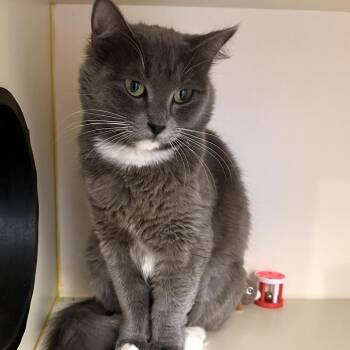 Domestic Short Hair Cats Available for Adoption in Concord, New Hampshire - Annie | PetCurious