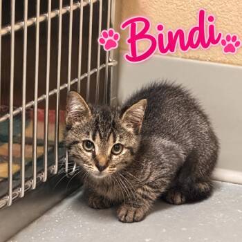 Bindi -  Domestic Short Hair Cat for Adoption in Truth Or Consequences, New Mexico - Bindi | PetCurious