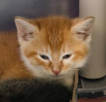 Method Man -  Domestic Short Hair Cat for Adoption in Cincinnati, Ohio - Method Man | PetCurious