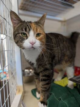Sally Mae -  Domestic Short Hair Cat for Adoption in Chambersburg, Pennsylvania - Sally Mae | PetCurious