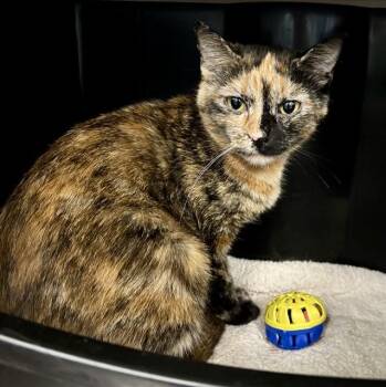 SASHA -  Domestic Medium Hair Cat for Adoption in Kalamazoo, Michigan - SASHA | PetCurious