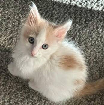 Monte Carlo -  Tabby Cat for Adoption in Mesa, Arizona - Monte Carlo | PetCurious