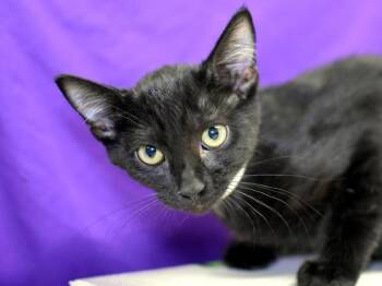 Sapphire -  Domestic Short Hair Cat for Adoption in Portland, Oregon - Sapphire | PetCurious