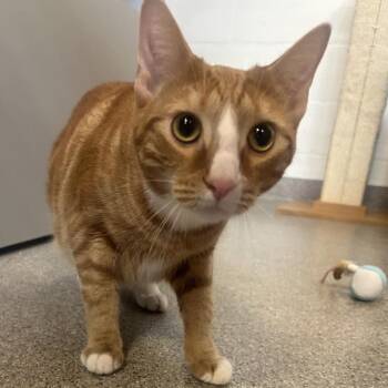 Suki -  Domestic Short Hair Cat for Adoption in Sarasota, Florida - Suki | PetCurious