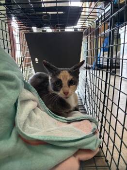 Lilly (Derrick Feral) -  Domestic Short Hair Cat for Adoption in New Braunfels, Texas - Lilly (Derrick Feral) | PetCurious