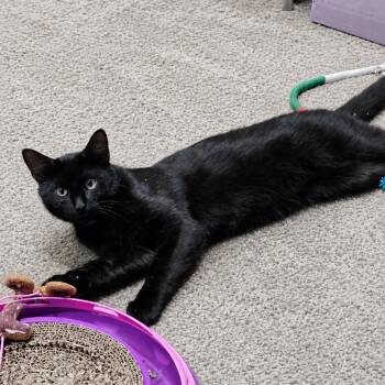 Jetson -  Domestic Short Hair Cat for Adoption in Edwardsville, Illinois - Jetson | PetCurious