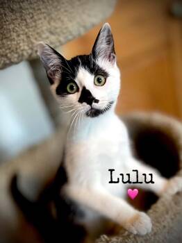 LuLu -  Domestic Short Hair Cat for Adoption in Dansville, New York - LuLu | PetCurious