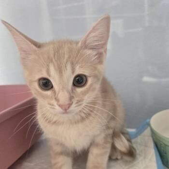 Dennis -  Domestic Short Hair Cat for Adoption in Desert Hot Springs, California - Dennis | PetCurious