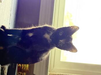 Kayleth -  Domestic Short Hair Cat for Adoption in Diamond Springs, California - Kayleth | PetCurious
