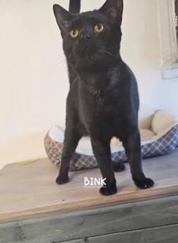Rescue Domestic Short Hair Cats for Adoption in Du Quoin, Illinois - Binx | PetCurious