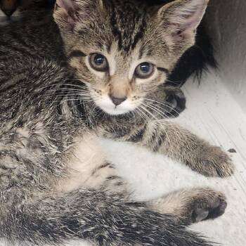 Moe -  Domestic Short Hair Cat for Adoption in Edwardsville, Illinois - Moe | PetCurious