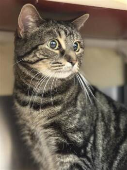 Cali -  Domestic Short Hair Cat for Adoption in Montreal, Quebec - Cali | PetCurious