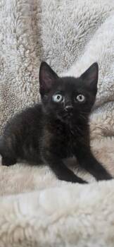 Domestic Short Hair Cats Available for Adoption in Fort Walton Beach, Florida - GUSHER | PetCurious