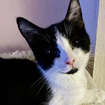Rain -  Tuxedo Cat for Adoption in Fresno, California - Rain | PetCurious