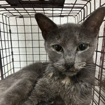 Domestic Short Hair Cats Available for Adoption in Edinburg, Texas - Chili | PetCurious