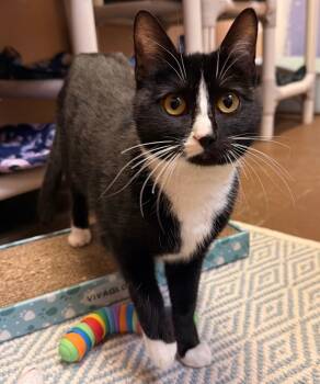 Domestic Short Hair Cats Available for Adoption in Ocala, Florida - Laramie | PetCurious