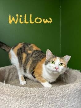 Willow -  Domestic Short Hair Cat for Adoption in West Union, Ohio - Willow | PetCurious