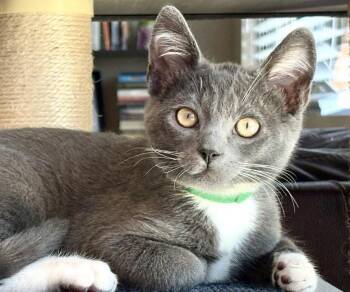 Dumpling -  Tuxedo Cat for Adoption in Westlake Village, California - Dumpling | PetCurious