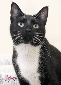 Lyon -  Domestic Short Hair Cat for Adoption in Mason, Michigan - Lyon | PetCurious